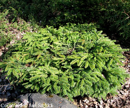 Picea abies 'Repens', kääpiökuusi